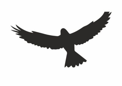 Vogel-Silhouette-fliegend-Greifvogel#002-Klebefolie